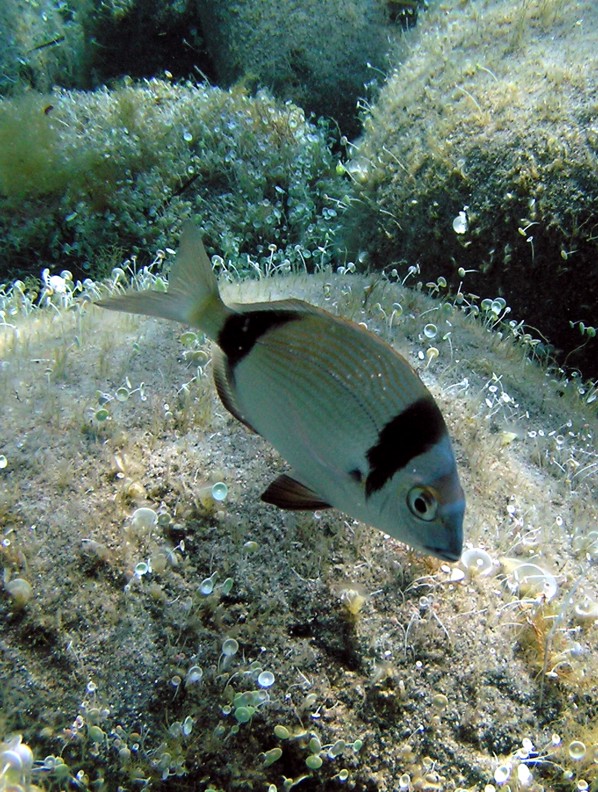 Diplodus vulgaris